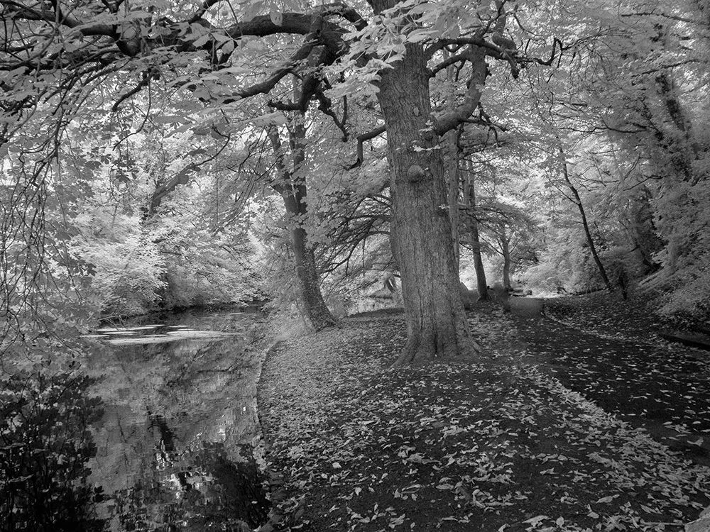 A black and white image of the path running down along the edge of a pond in Bushy Park,  Terenure, taken with an infrared camera