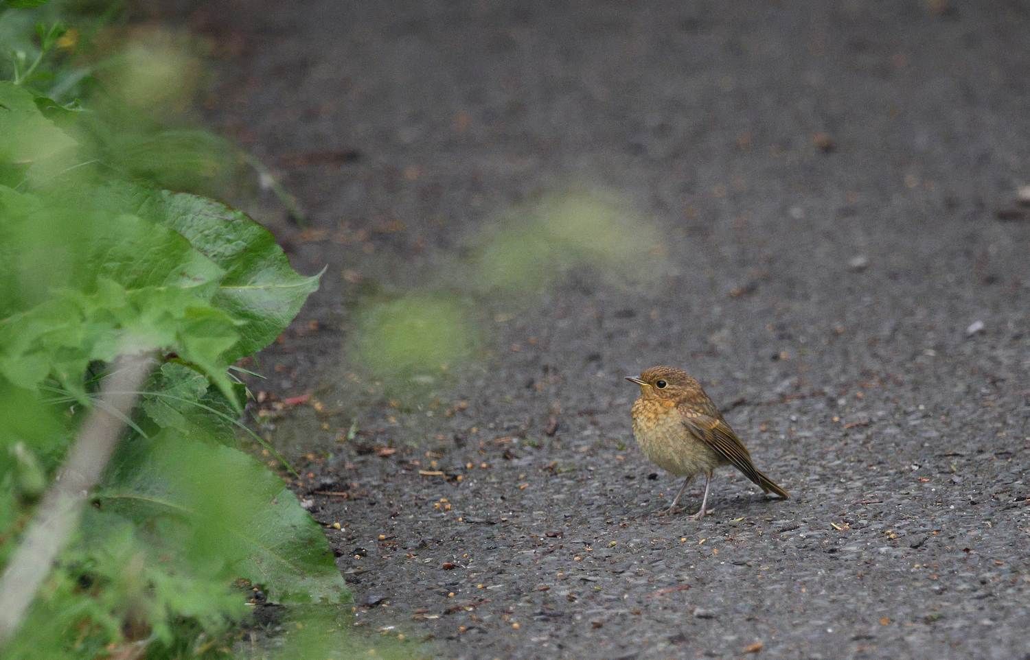 A juvenile Robin Red Breast