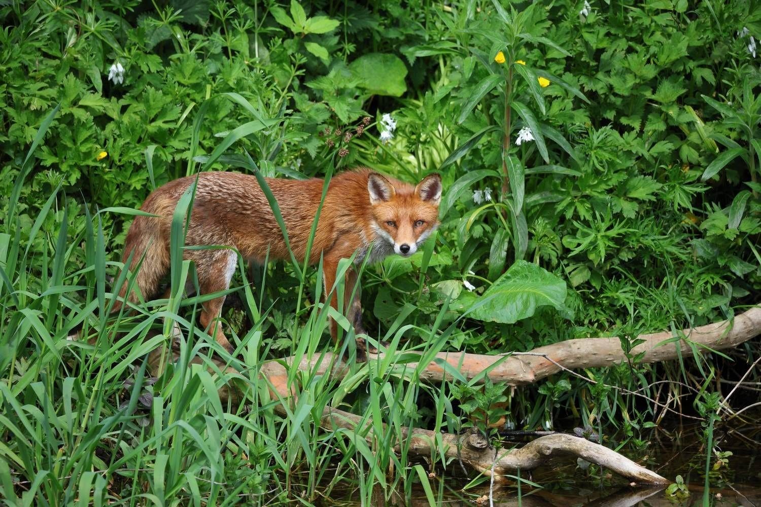 A fox watches quietly on banks of the river Dodder in Rathfarnham