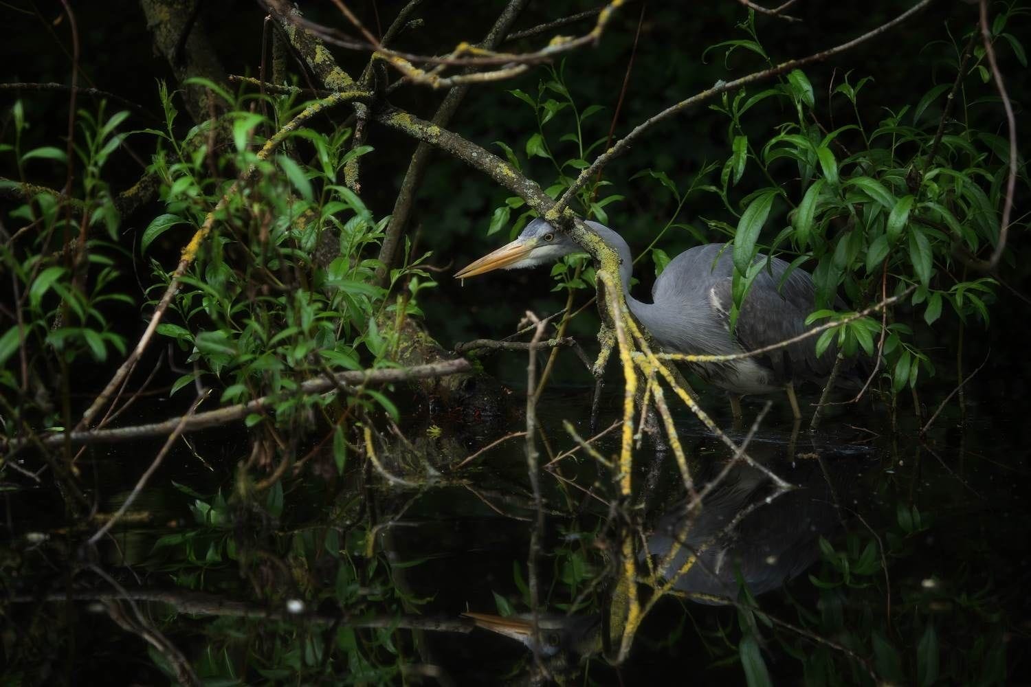 A grey heron is reday to strike in the undergrowth in Bushy Park, Rathfarnham