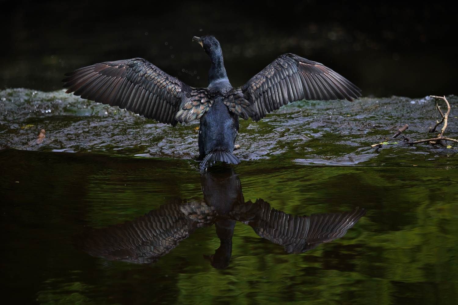 A cormorant spreads it's wings to dry its feather beside the Rathfarnham weir on the river Dodder