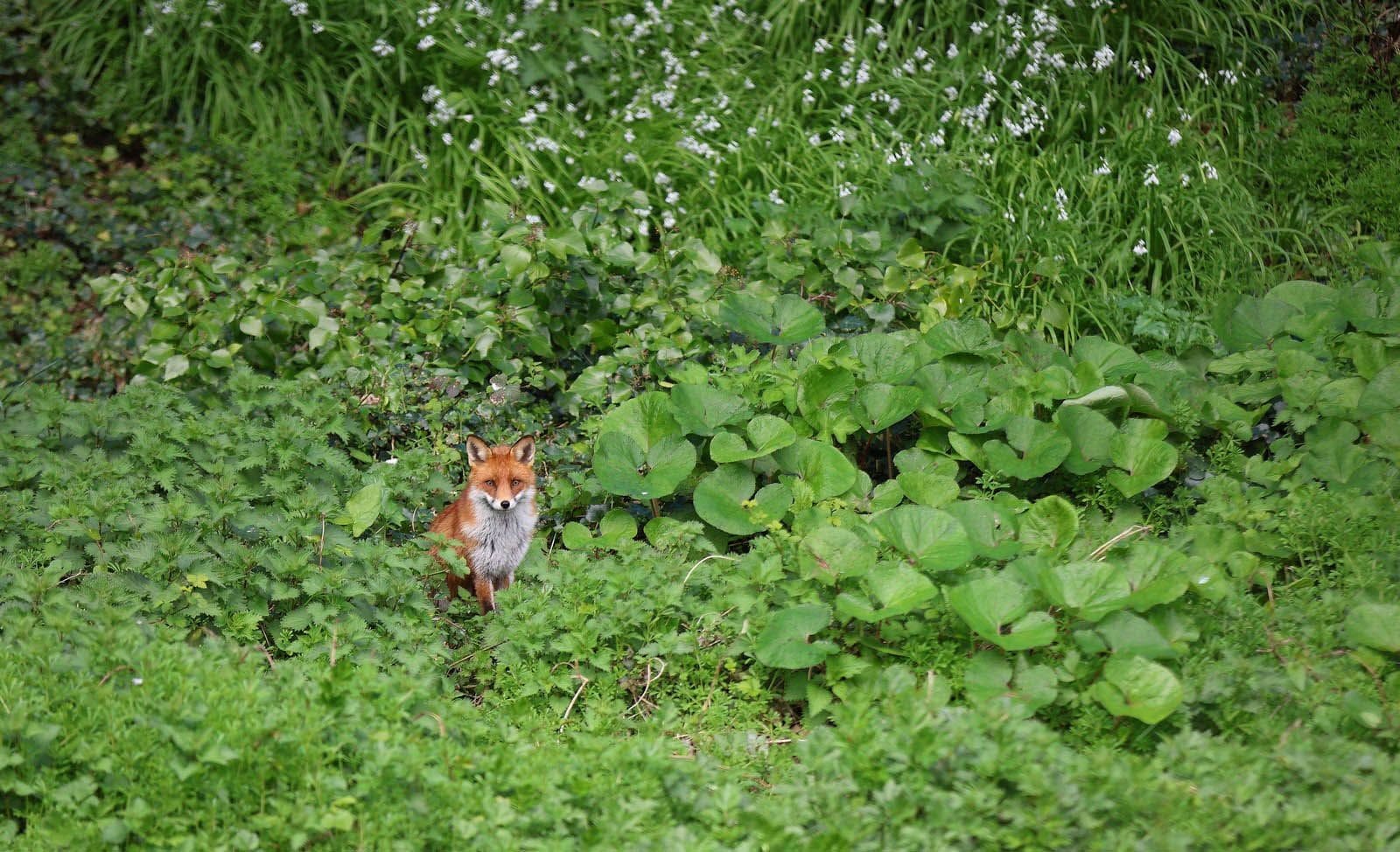 A fox sits quietly on banks of the river Dodder in Rathfarnham