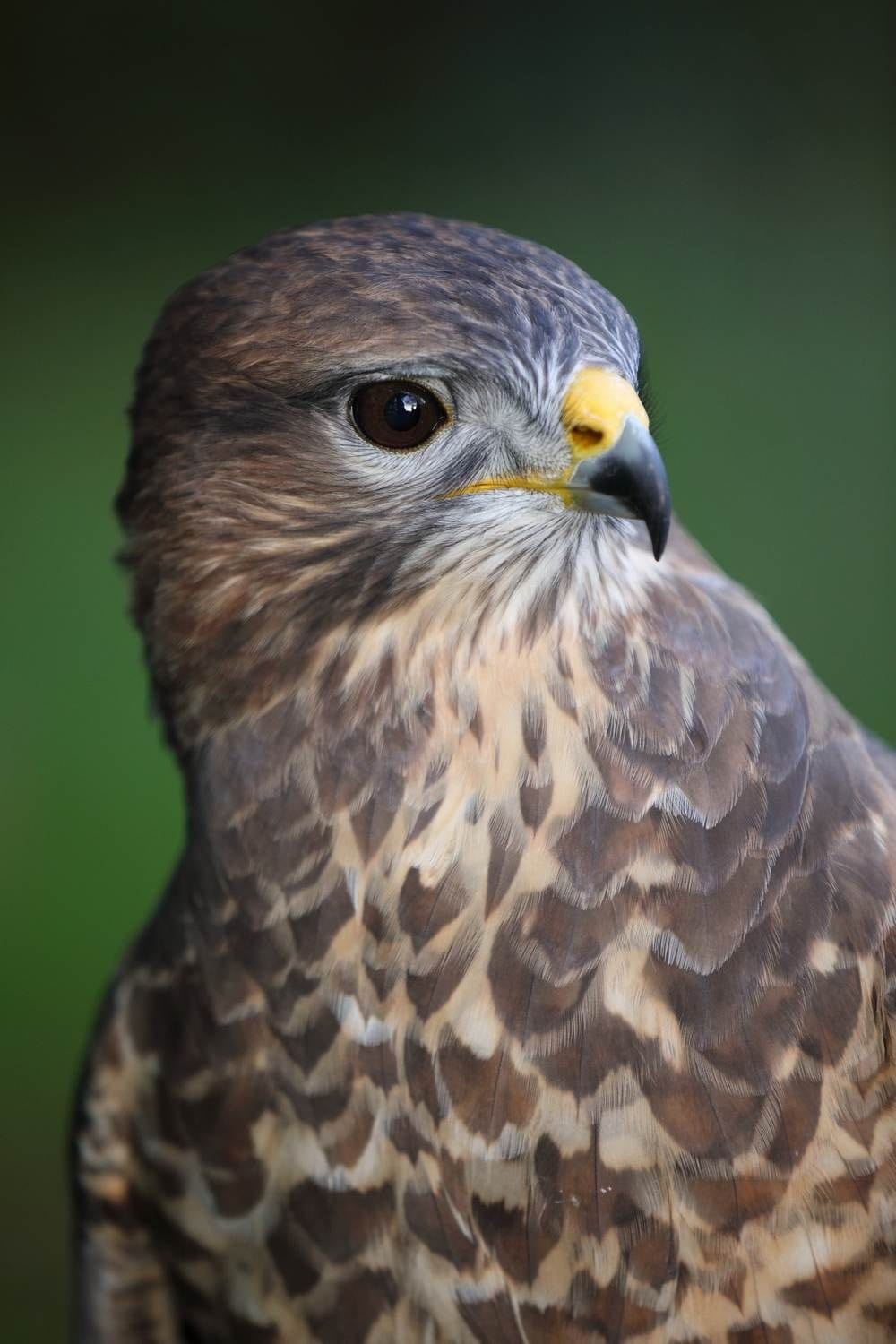 A captive juvenile buzzard photographed at Dromoland Castle Hotel, Co Clar