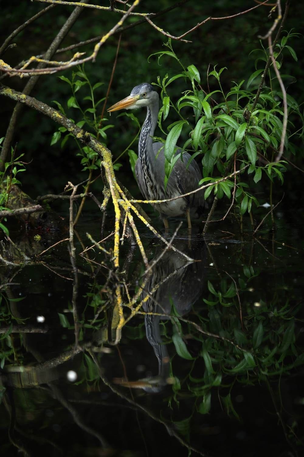 A grey heron hides in the undergrowth in Bushy Park, Rathfarnham