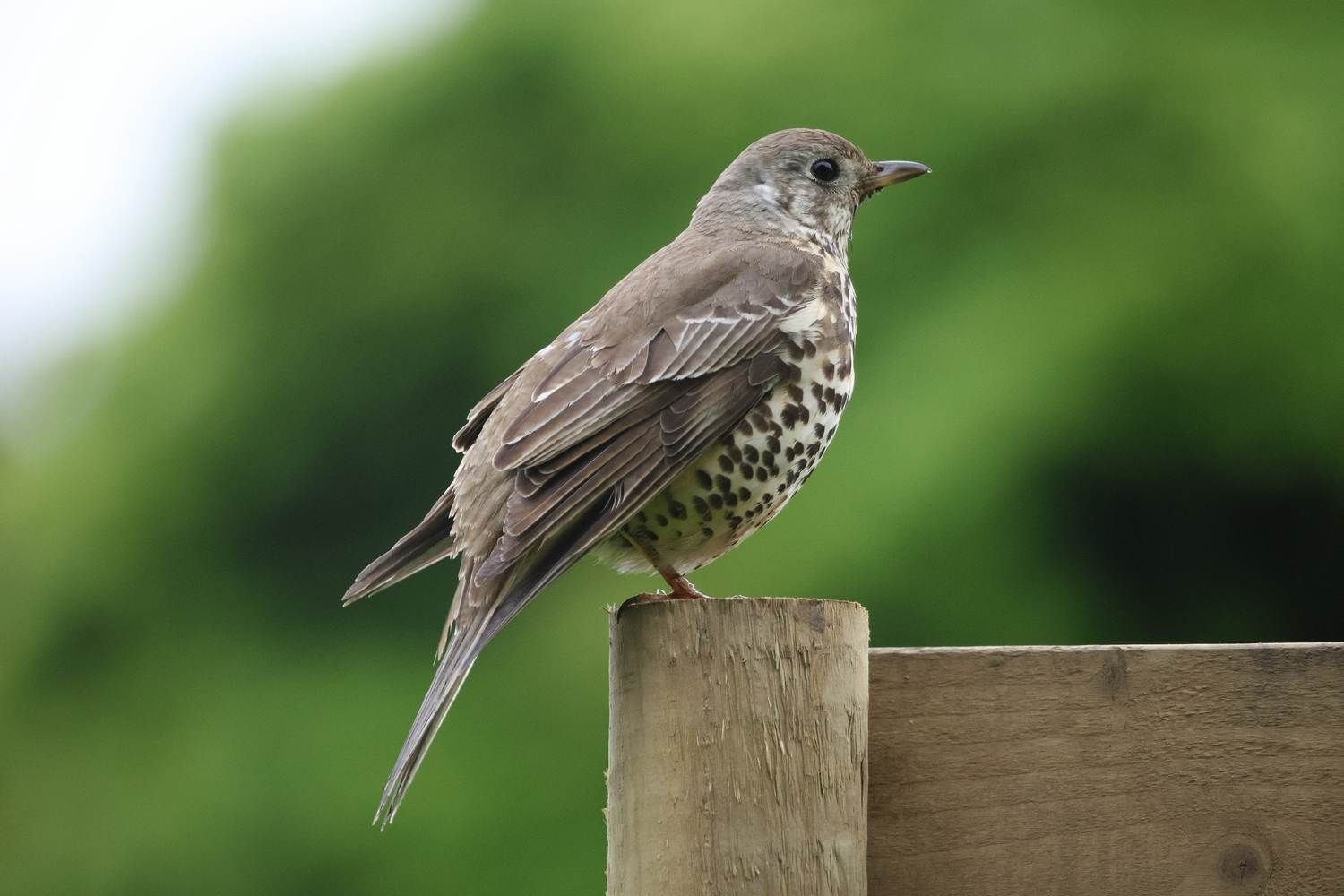 A Mistle Thrush standing on a post near Rathfarnham, Dublin