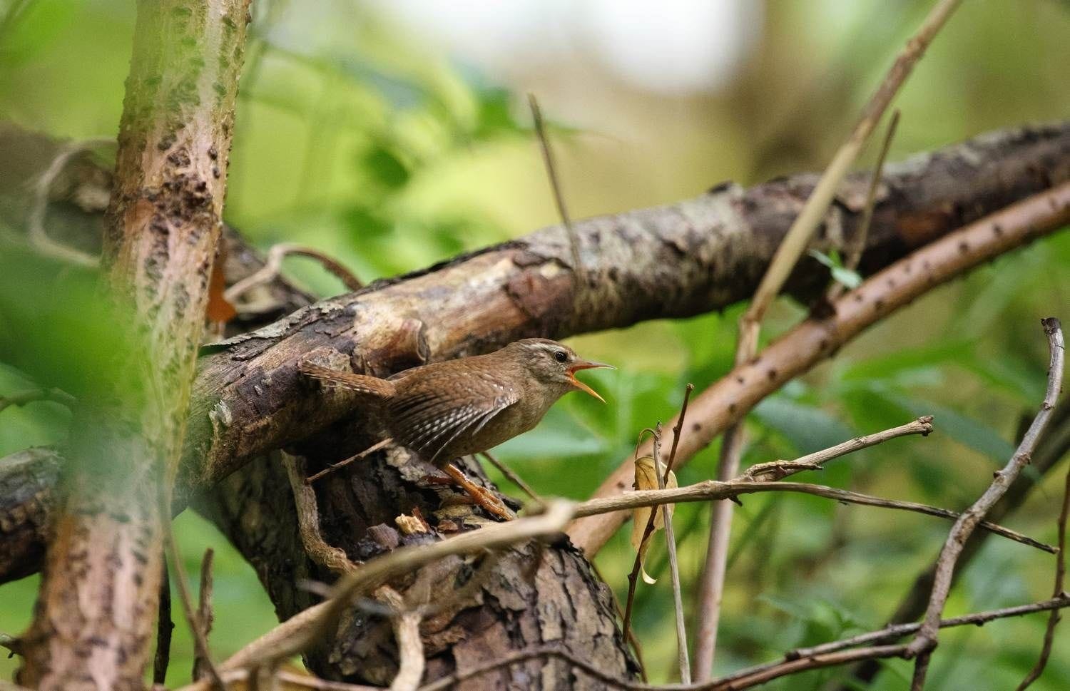 A wren sing a challege when its territory is threatened