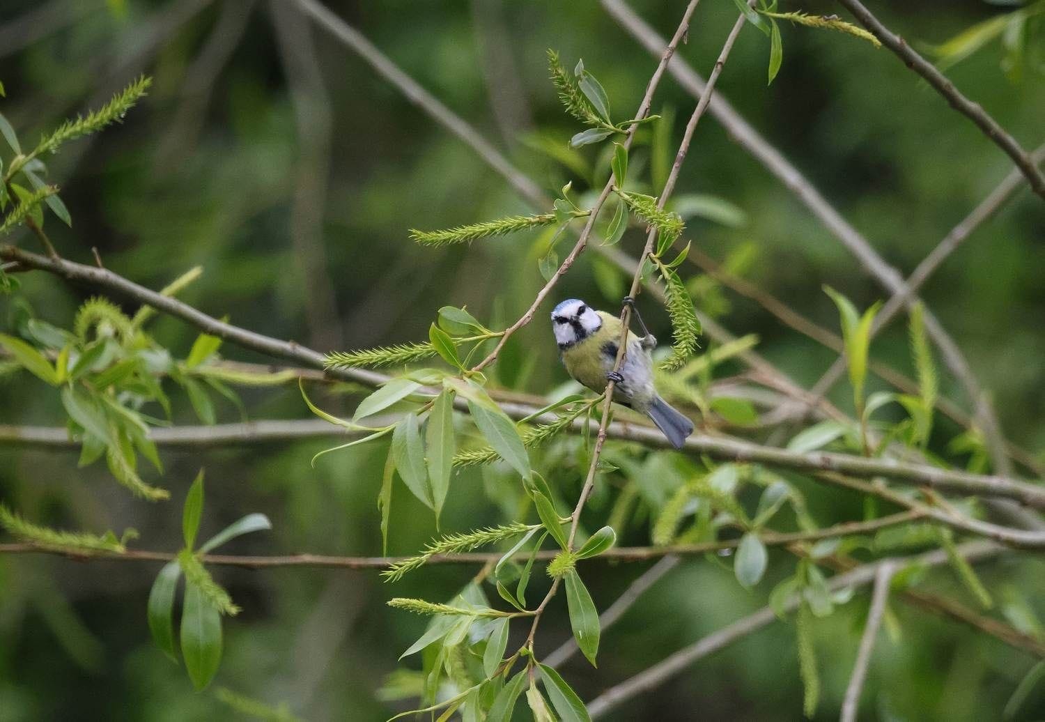 A Blue Tit hangs from a willow branch beside the river Dodder near Rathfarnham, DUblin