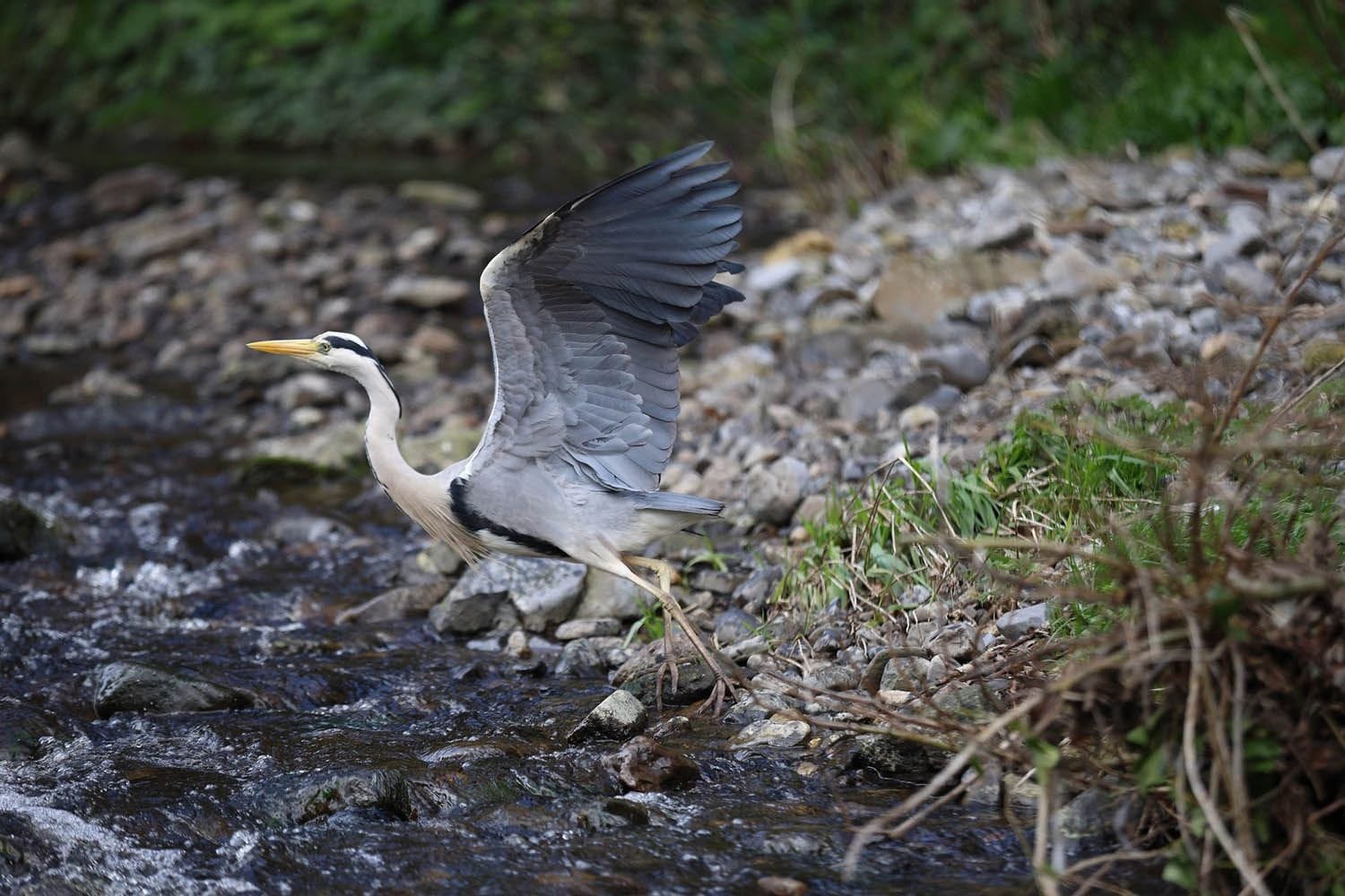 Grey Heron takes flight from the banks of the river Dodder in Rathfarnham