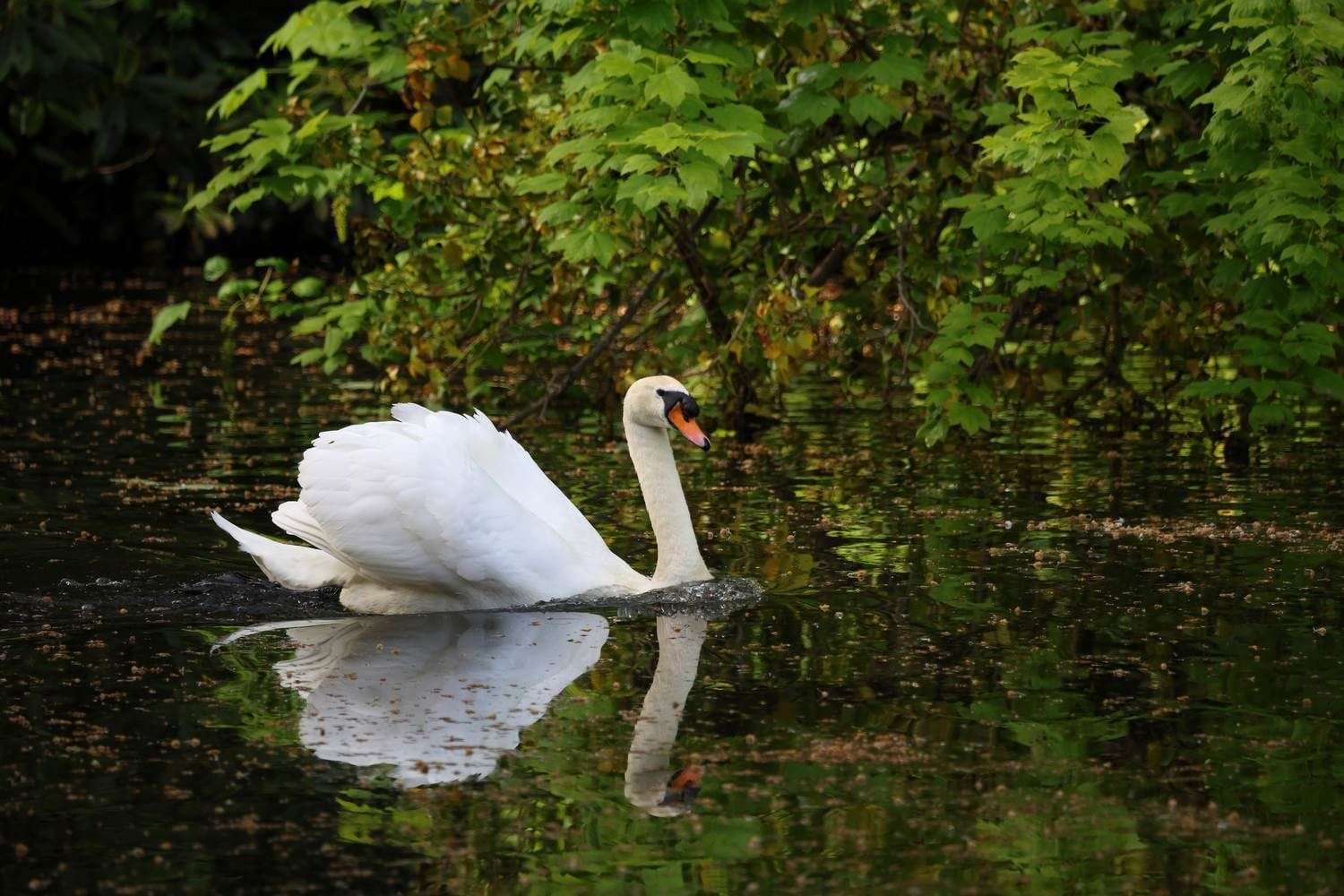 A swan floating in the pond at Marlay PArk, Rathfarnham, Dublin