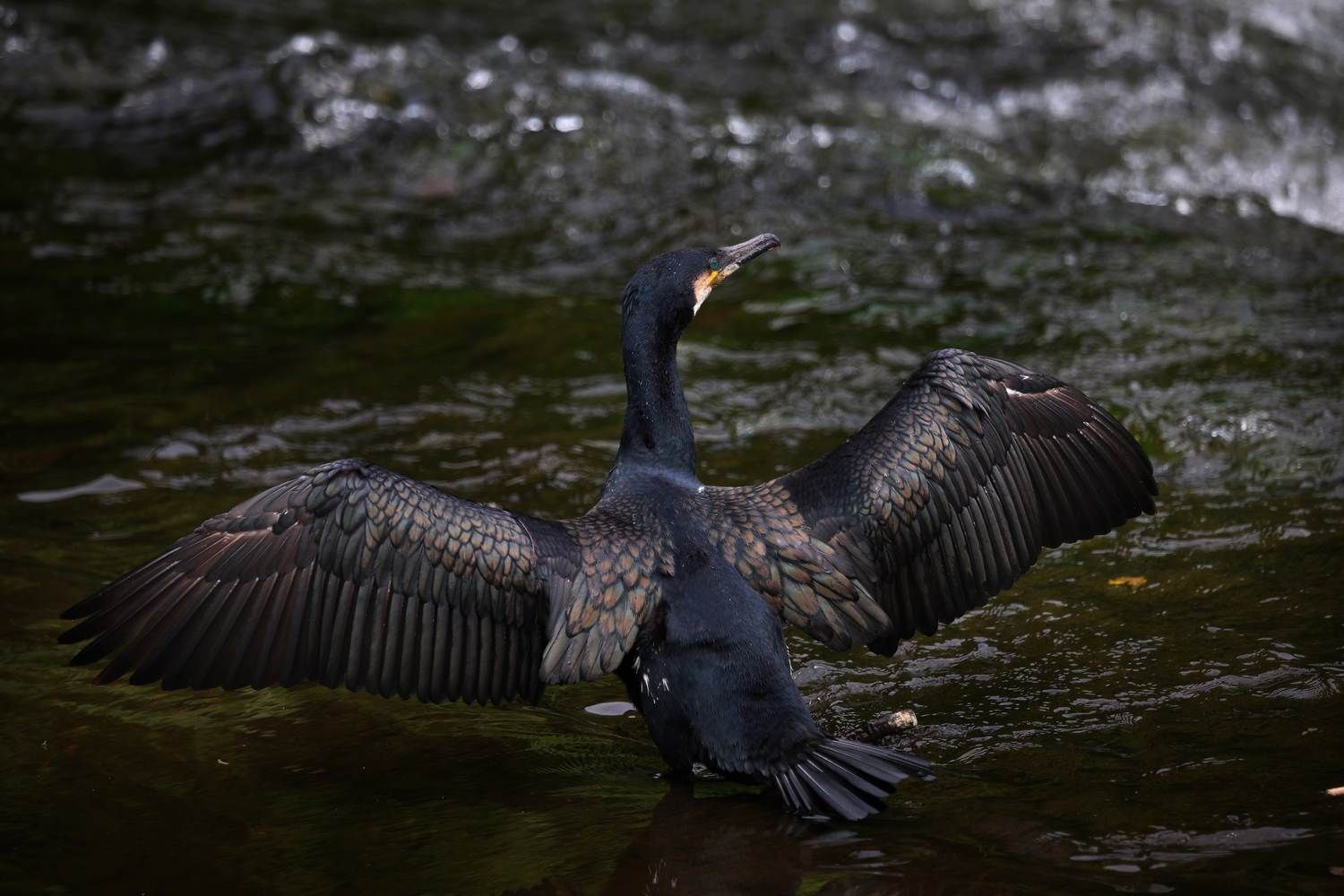 A cormorant spreads it's wings to dry its feather beside the Rathfarnham weir on the river Dodder