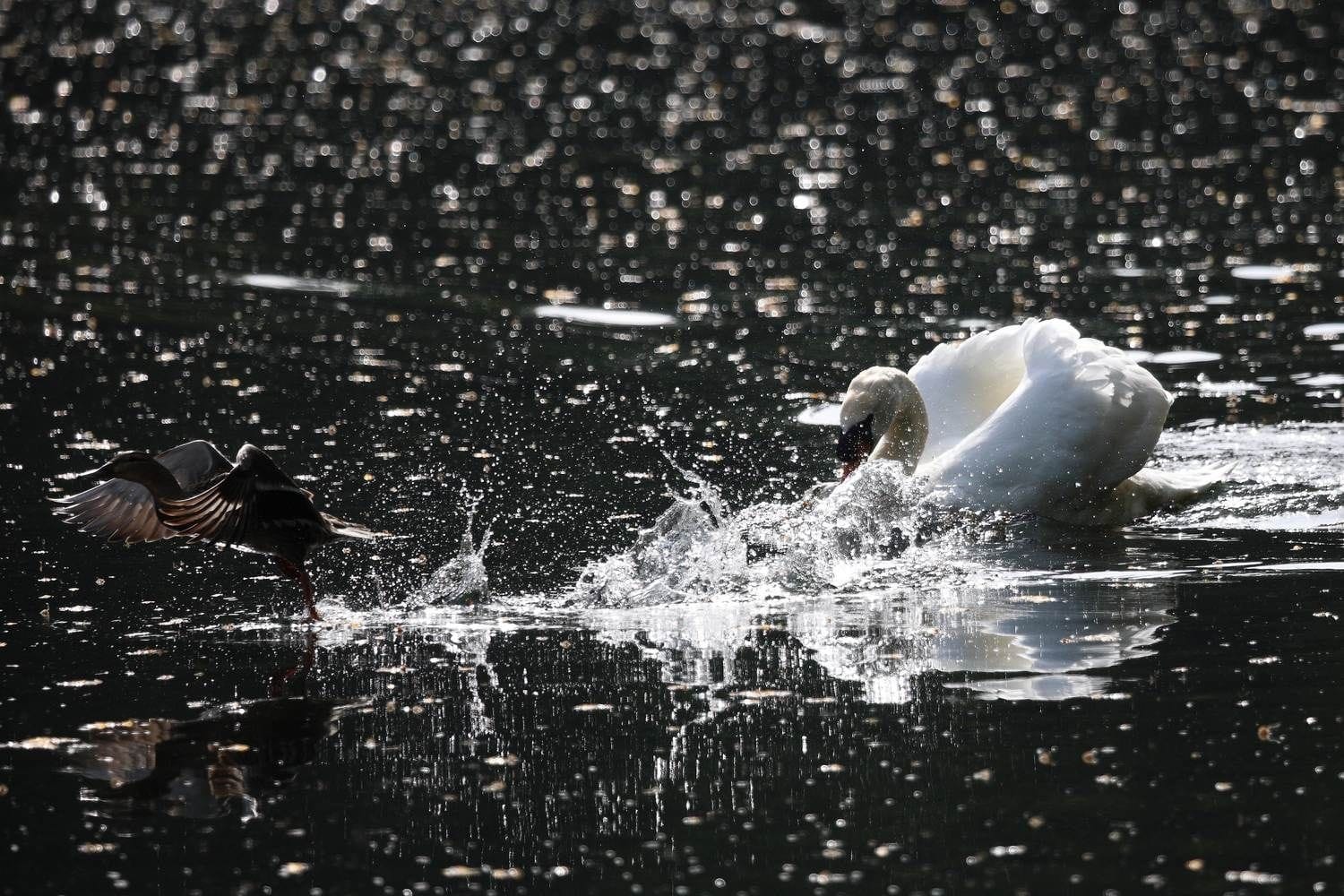 A male swan protects his territory by chasing a duck on the pond in mArlay Park, Rathfarnham, Dublin