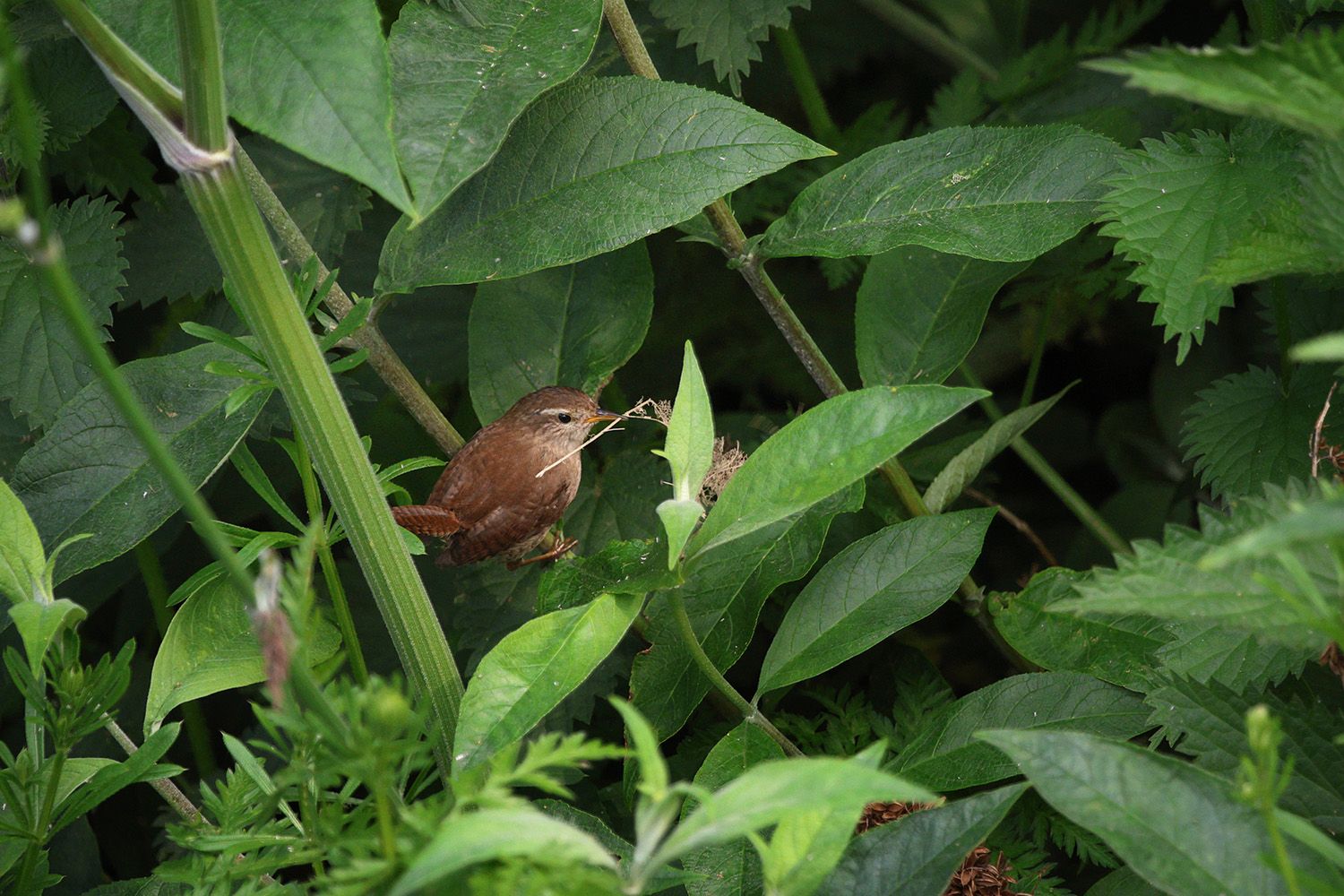 A wren is busy building its nest close to the banks of the river Dodder in Rathfarnham