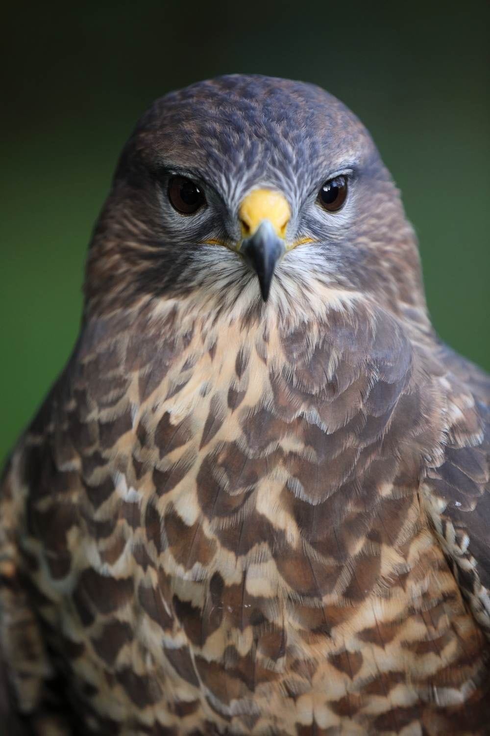 A captive juvenile buzzard photographed at Dromoland Castle Hotel, Co Clar